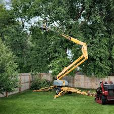 Best Stump Grinding and Removal  in Middletown, KY
