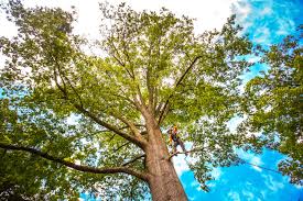 Best Tree Trimming and Pruning  in Middletown, KY