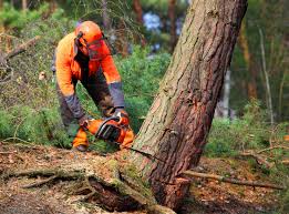 Best Tree Cabling and Bracing  in Middletown, KY