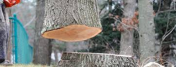 Best Tree Removal  in Middletown, KY