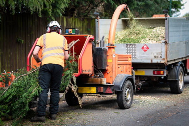 Best Lawn Disease Treatment  in Middletown, KY