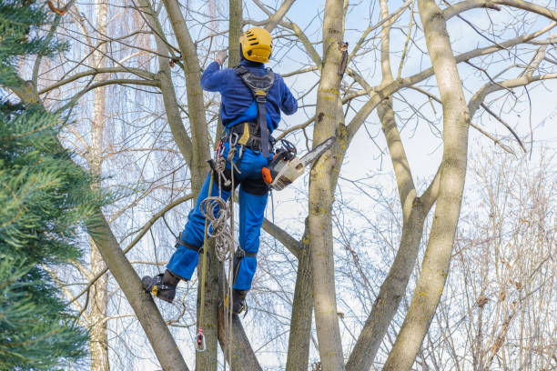 Best Tree Health Inspection  in Middletown, KY