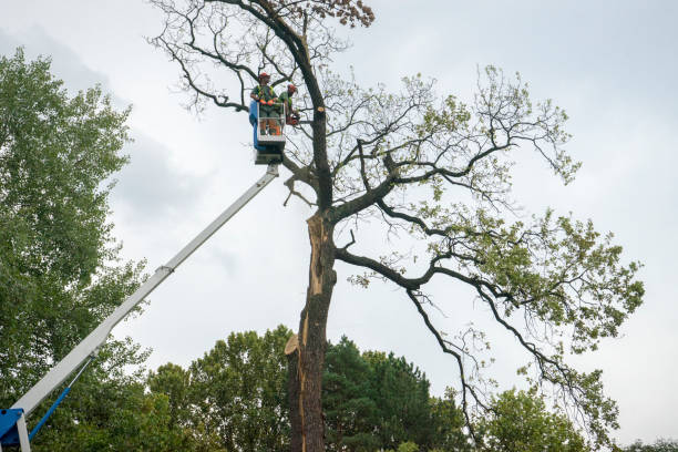 Best Tree Disease Treatment  in Middletown, KY