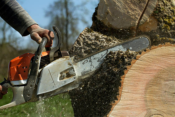  Middletown, KY Tree Services Pros