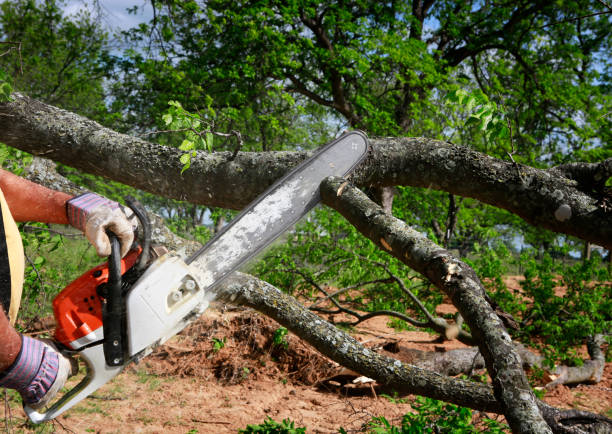 Best Tree Risk Assessment  in Middletown, KY
