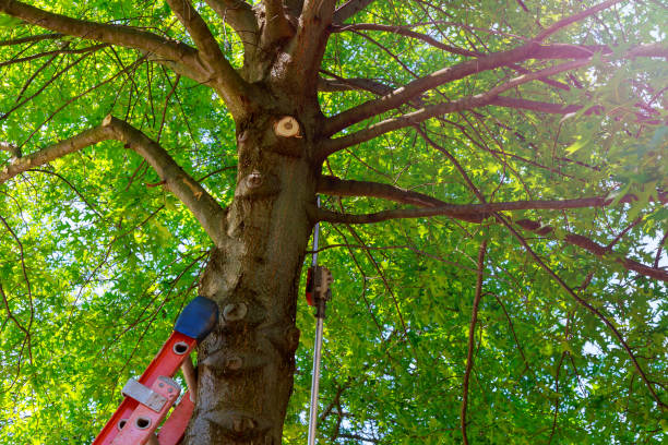 How Our Tree Care Process Works  in  Middletown, KY
